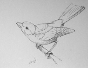 Draw Pattern - Design to draw - Draw Pattern - How to Draw a Bird Step ...