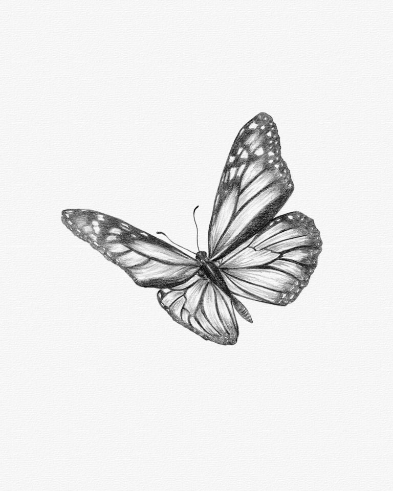 butterfly sketch - Monarch Butterfly Drawing - CoDesign Magazine ...