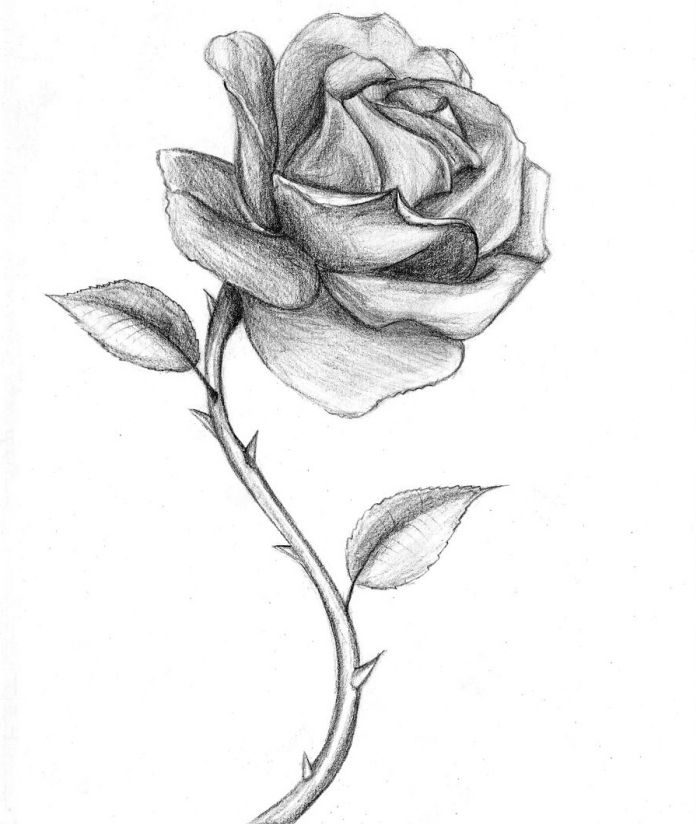 Rose Sketch 1001 Modeles Et Conseils Pour Apprendre Comment Dessiner Une Rose Codesign Magazine Daily Updated Magazine Celebrating Creative Talent From Around The World
